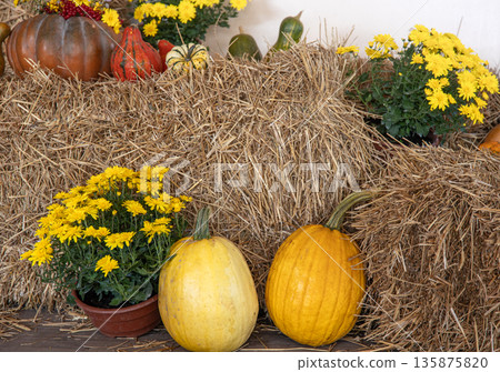 Autumn composition with pumpkins in a rustic style. 135875820