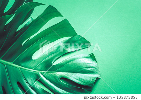monster leaves on a green background monster leaves on a green background 135875855
