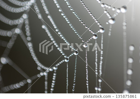 Macro shot of a drop of morning dew on a spider web. Macro shot of a drop of morning dew on a spider web. 135875861