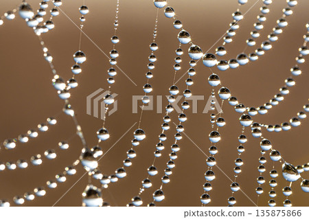 Close-up of dew drops on a spider web. Close-up of dew drops on a spider web. 135875866