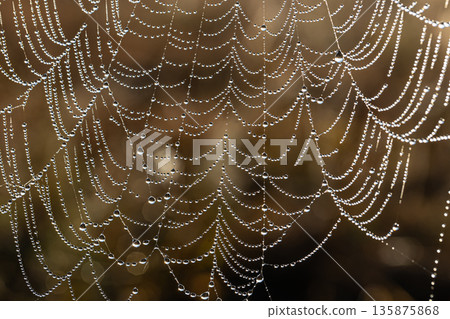 Close-up of dew drops on a spider web. 135875868