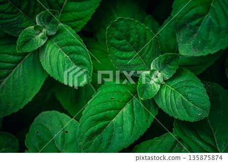 Natural background, green mint leaves top view. 135875874