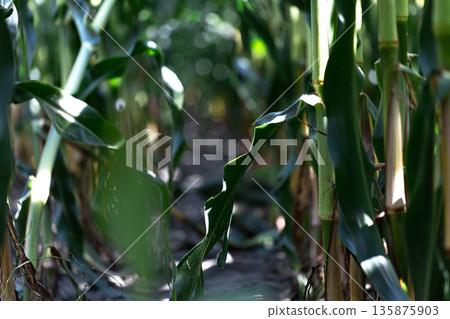 Natural background with growing leaves of corn. Natural background with growing leaves of corn. 135875903