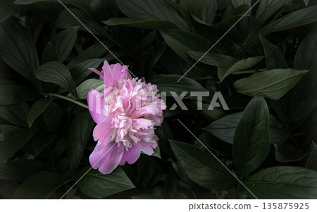 Pink peony flower among the foliage close-up. Pink peony flower among the foliage close-up. 135875925