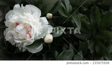 Close-up of a peony blooming on a bush. 135875936