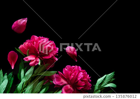 Pink peonies on a black background, flat lay. 135876012
