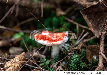 Red mushroom among lithuania in the forest, macro shot. Red mushroom among lithuania in the forest, macro shot. 135876035
