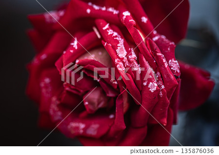 A single red rose, covered with ice crystals close up. A single red rose, covered with ice crystals close up. 135876036