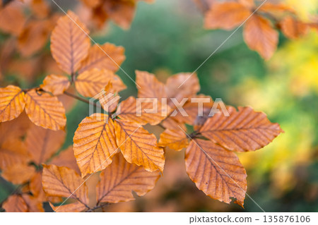 Yellow autumn leaves on a tree in the forest, macro shot. Yellow autumn leaves on a tree in the forest, macro shot. 135876106