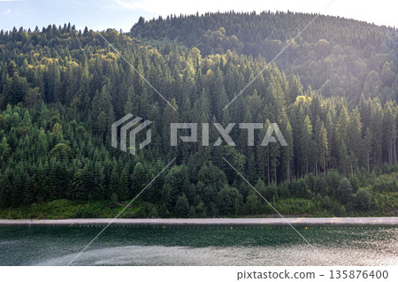 Conifer forest above lake in the mountains under soft light. Calm and green. 135876400