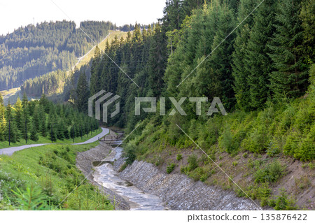 Mountain path along stream in conifer forest. Natural green trail. 135876422