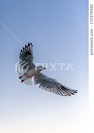 Close seagull in clear sky. Power of wings. Close seagull in clear sky. Power of wings. 135876480