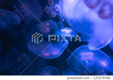Cosmic dance of jellyfish in blue tones. Underwater magic. 135876490