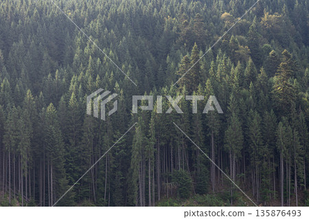 Dense conifer forest on mountain slope. Nature texture. 135876493