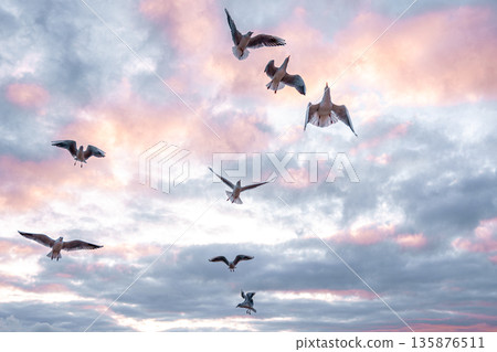 Flock of seagulls in pink clouds at sunrise. Aerial freedom. 135876511