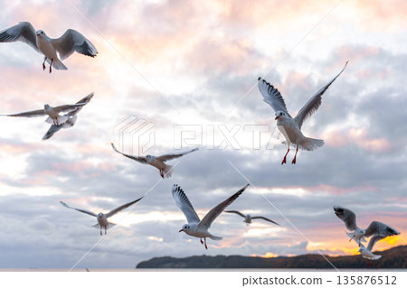 Flock of seagulls above the sea. Birds flying at sunrise. Flock of seagulls above the sea. Birds flying at sunrise. 135876512