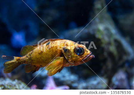 Golden fish among corals. Underwater portrait. Golden fish among corals. Underwater portrait. 135876530