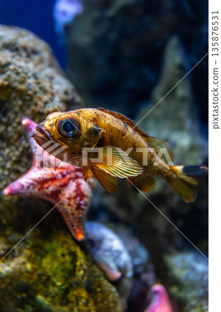 Golden fish near starfish. Underwater meeting. 135876531
