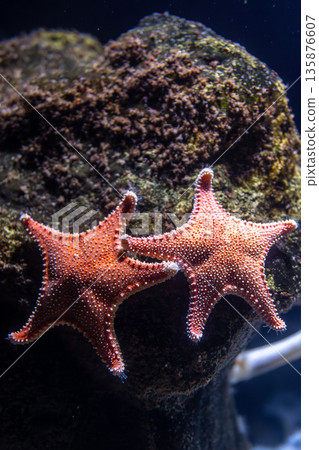 Paired sea stars on rock. Vertical macro. Paired sea stars on rock. Vertical macro. 135876607