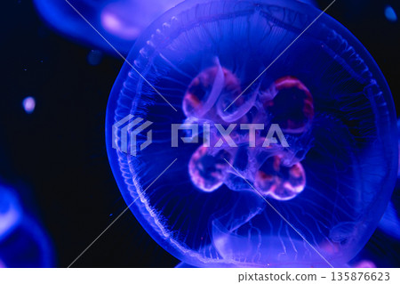 Ringed jellyfish close up. Textured bio macro. 135876623