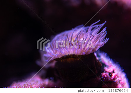 Sea anemone in neon. Purple macro. 135876634