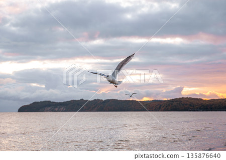 Seagull in flight over sea at colorful sunset. Evening sky. Seagull in flight over sea at colorful sunset. Evening sky. 135876640