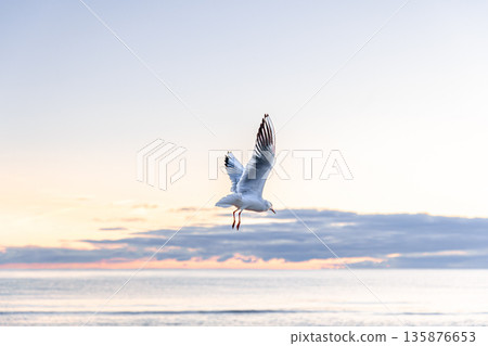 Seagull gliding in dawn light above sea. Symmetry in flight. 135876653