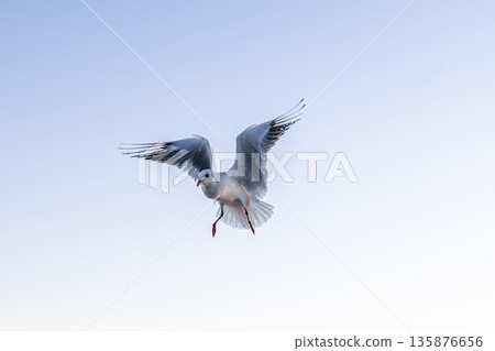 Seagull hovering in clear dawn sky. Minimal flight. Seagull hovering in clear dawn sky. Minimal flight. 135876656