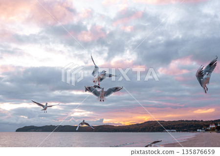 Seagulls above coastline at golden sunset. Coastal harmony. Seagulls above coastline at golden sunset. Coastal harmony. 135876659