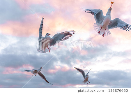 Seagulls flying in the dawn sky. Birds over pink clouds. Seagulls flying in the dawn sky. Birds over pink clouds. 135876660