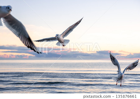 Seagulls flying over sunrise sea. Morning freedom. 135876661