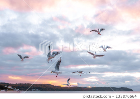 Seagull in soft pink sky. Moment of flight. Seagull in soft pink sky. Moment of flight. 135876664