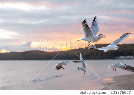 Seagulls over the sea at sunset. Motion and freedom. 135876667