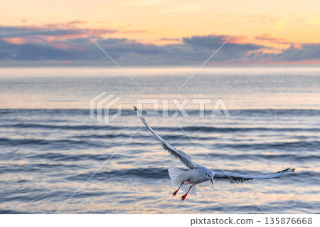 Seagull over waves at sunrise. Morning freedom. Seagull over waves at sunrise. Morning freedom. 135876668