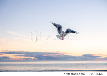 Seagull with open wings above calm sea. Symmetry in flight. 135876669