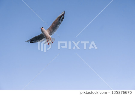 Seagull with open wings in clear sky. Free flight. 135876670