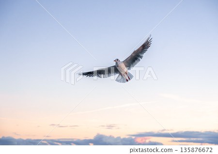 Seagull with open wings in dawn sky. Symbol of freedom. 135876672