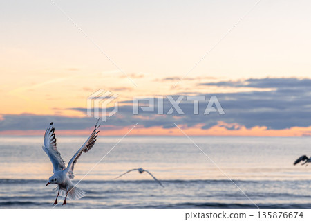 Seagull with open wings at sunrise above the sea. Moment of flight. 135876674
