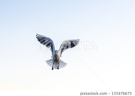 Seagull with raised wings in clear sky. Minimal flight. Seagull with raised wings in clear sky. Minimal flight. 135876675