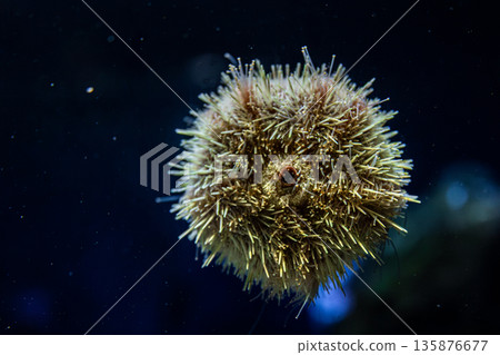 Sea urchin in ocean depth. Underwater symmetry. Sea urchin in ocean depth. Underwater symmetry. 135876677