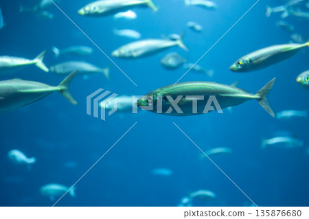 Silver fish in blue depth. Underwater motion. Silver fish in blue depth. Underwater motion. 135876680
