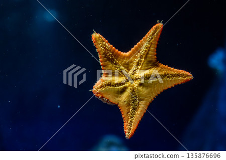 Starfish in blue depth. Underwater world. Starfish in blue depth. Underwater world. 135876696