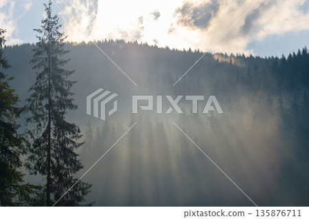 Title: Sunbeams over Carpathian slope. Clouds and spruce. Title: Sunbeams over Carpathian slope. Clouds and spruce. 135876711