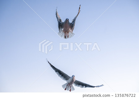 Two seagulls flying in clear sky. Air dance. 135876722