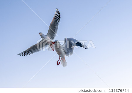 Two seagulls flying in dawn sky. Moment of interaction. 135876724