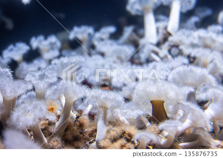 White forest of anemones on reef. Underwater texture. White forest of anemones on reef. Underwater texture. 135876735