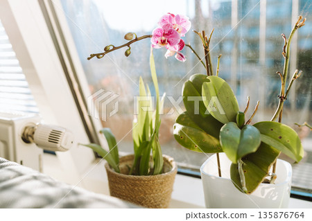 Blooming orchids in pots on windowsill in an apartment Blooming orchids in pots on windowsill in an apartment 135876764