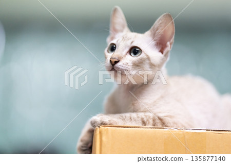 Cute cat is top carton box on blurry background. Cute little kitten is sitting and looking above the box. Cute cat is top carton box on blurry background. Cute little kitten is sitting and looking above the box. 135877140