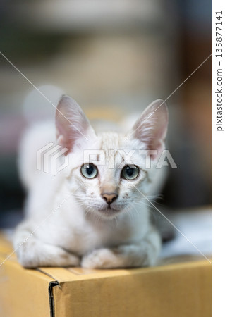 Closing up cute cat is perched atop a carton package. Cute kitten is seated and observing the package from above.a Closing up cute cat is perched atop a carton package. Cute kitten is seated and observing the package from above.a 135877141