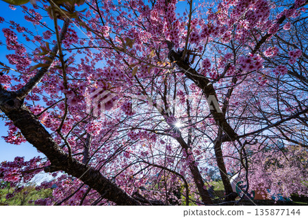 Close up shot of beautiful Nang Phaya Sua Krong tree or Wild Himalayan Cherry Prunus cerasoides at Doi Inthanon, Chiang Mai, Thailand.Nang Phaya Sua Krong tree nicknamed Sakura of Thailand. 135877144